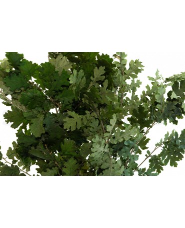 Hoja roble Preservada Verde...