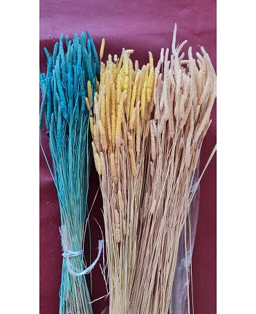 Ramo Phleum preservado azul turquesa
