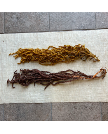 Rama Amaranthus preservado...