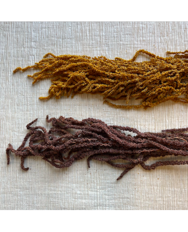 Rama Amaranthus preservado...