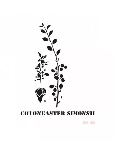 Stencil CADENCE 25X36cm COTONEASTER