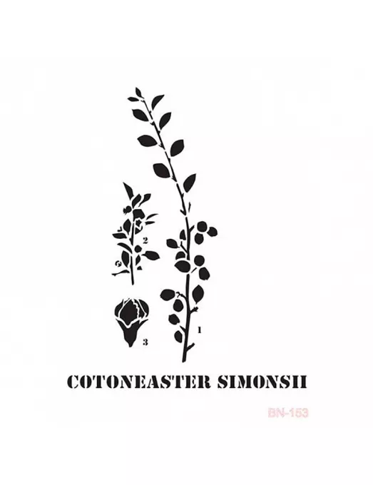 Stencil CADENCE 25X36cm COTONEASTER