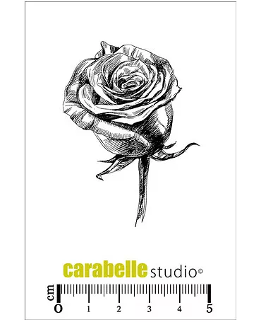 SELLO CARABELLE Rose