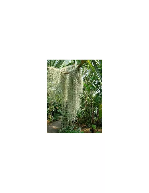 HEBRAS TILLANDSIA AZUL