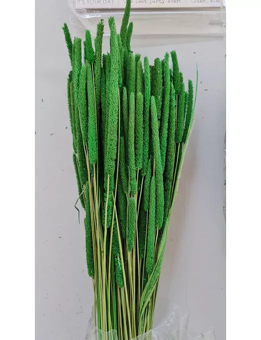 Ramo Phleum preservado verde