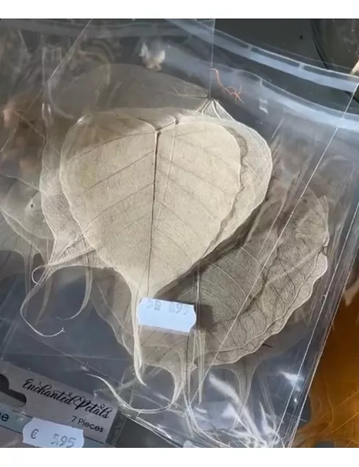 Esqueleto Hoja NATURAL 9-10 cm 5ud